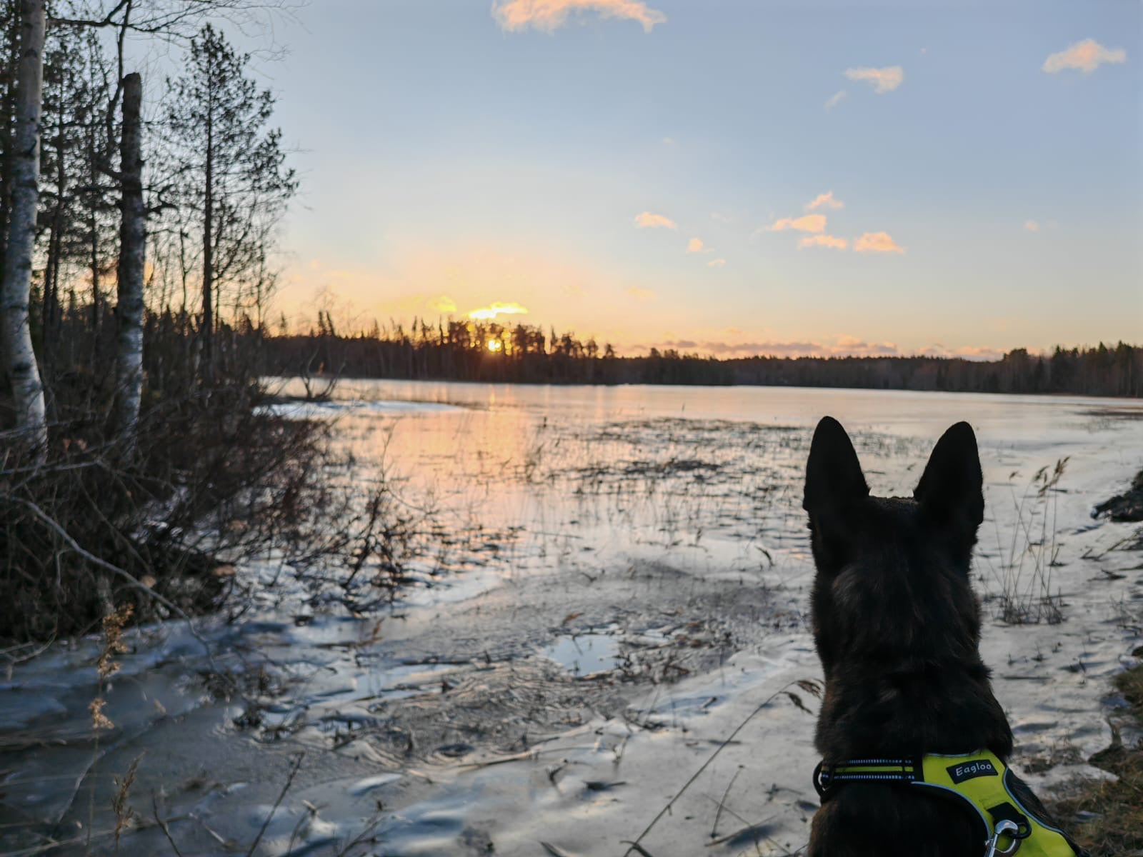 Zugefrorener See bei Sonnenaufgang, Hund rechts im Bild blickt auf das Wasser, verschneite Uferlandschaft im Hintergrund.